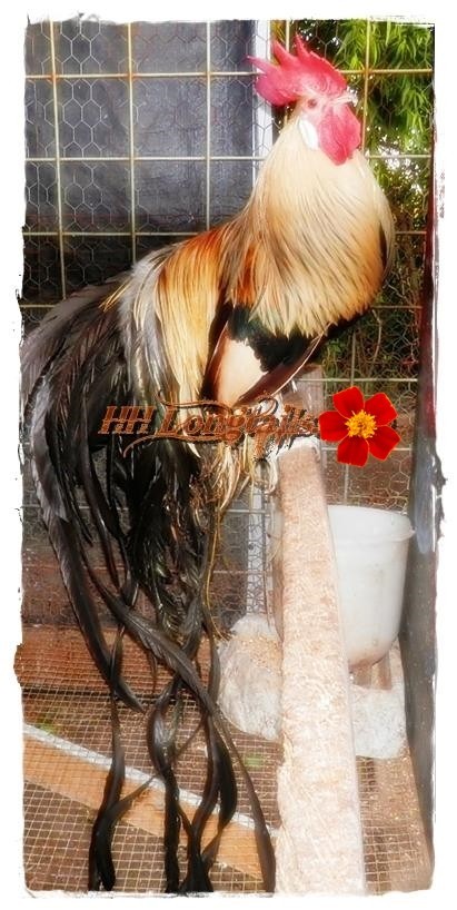 6+ Assorted color Phoenix longtail Chicken hatching eggs L@@K!