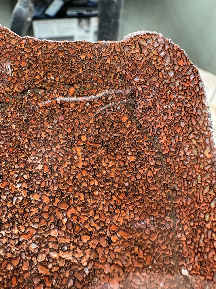 Dinosaur bone rough **hxtled slab.