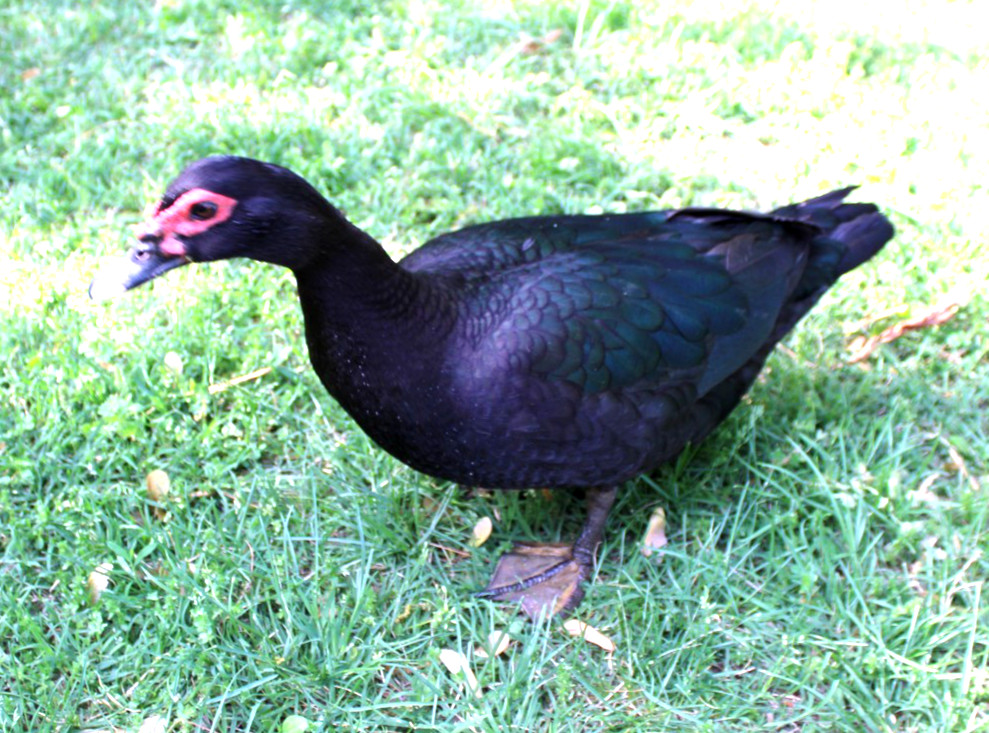 Exhibition Quality Muscovy Hatching Eggs 96% solid BLACK ducks only 12 eggs