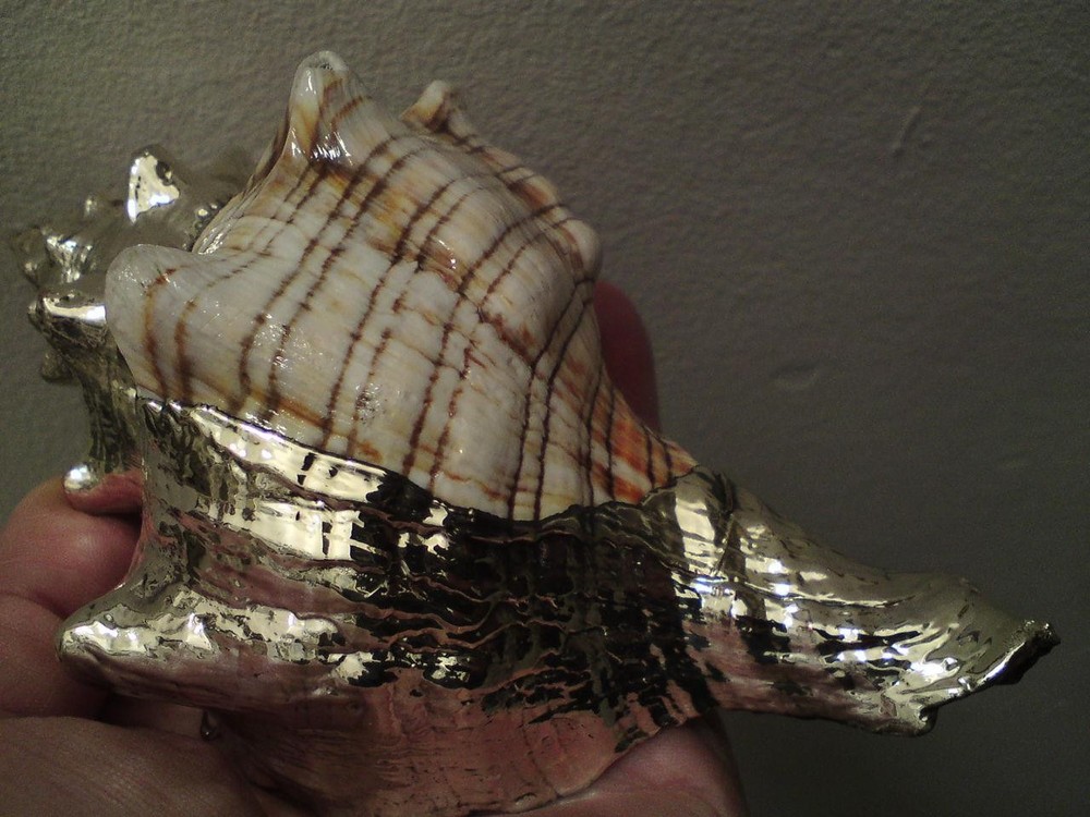 Shankha Silver overlay mounted seashell trapezium horse conch shell