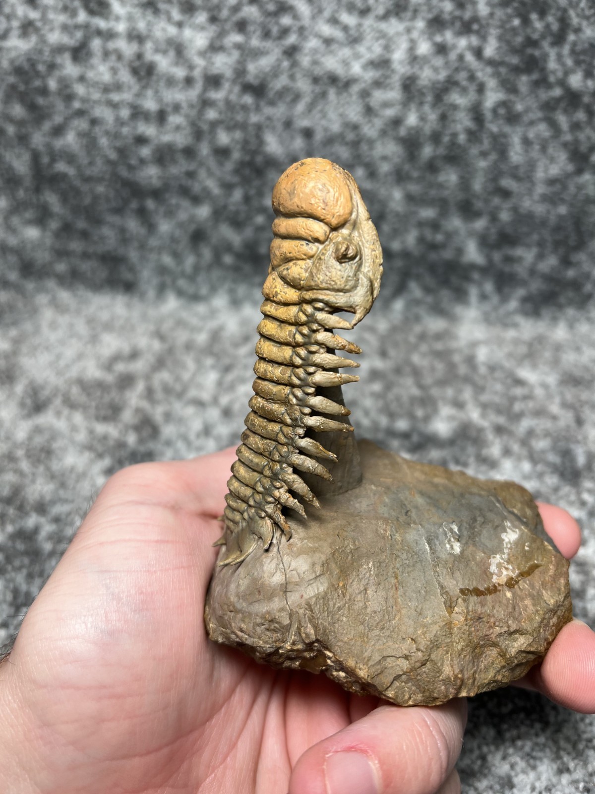 Trilobite Crotalocephalina (Crotalocephalus) Fossil - Ofaten, Morocco