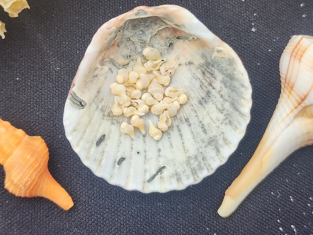 Natural Lightning Whelk Egg Casing Sac Protoconch Shell SeashellFlorida Specemin