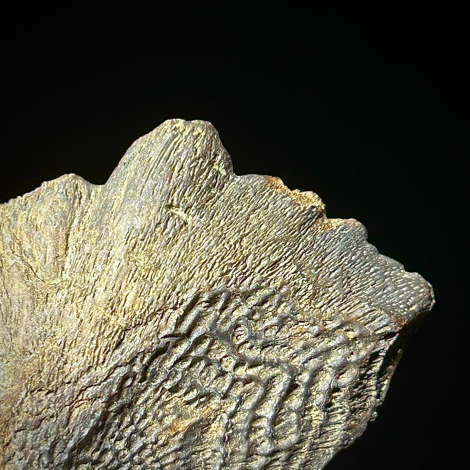 Atlantic Sturgeon Scute (Acipenser cf. oxyrinchus) 1.93" Bony Fish Fossil Dermal