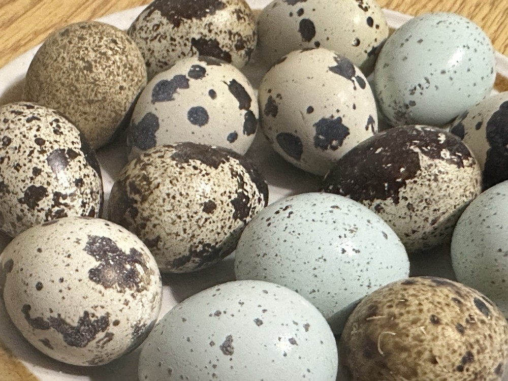 36+ Assorted Rare Coturnix Quail Hatching Eggs