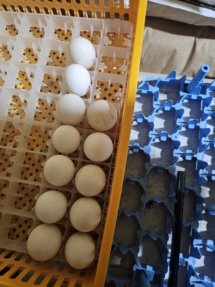 🐣 10 Polish Chicken Hatching Eggs 🐣