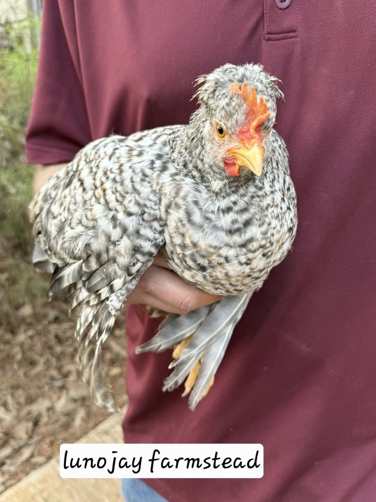 6 + Crest Cream Legbar Hatching Eggs