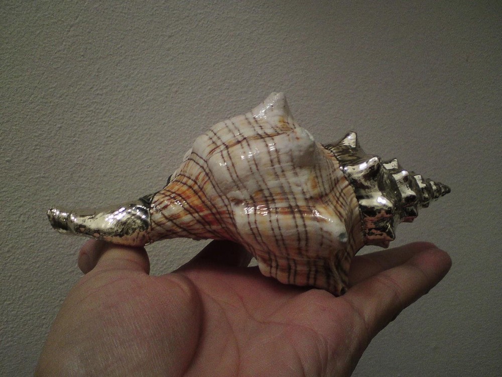 Shankha Silver overlay mounted seashell trapezium horse conch shell