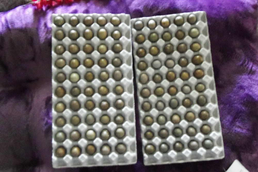 12+ with Up To 8 extra Button Quail Hatching Eggs