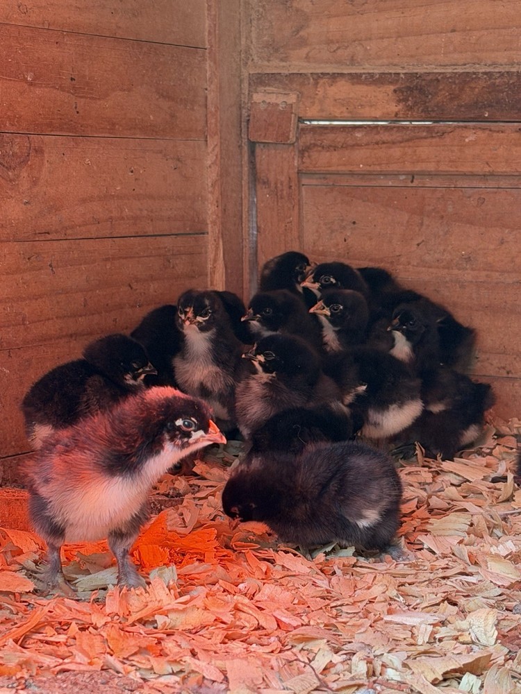 10 +Black Copper Maran Fertile Hatching Eggs!!