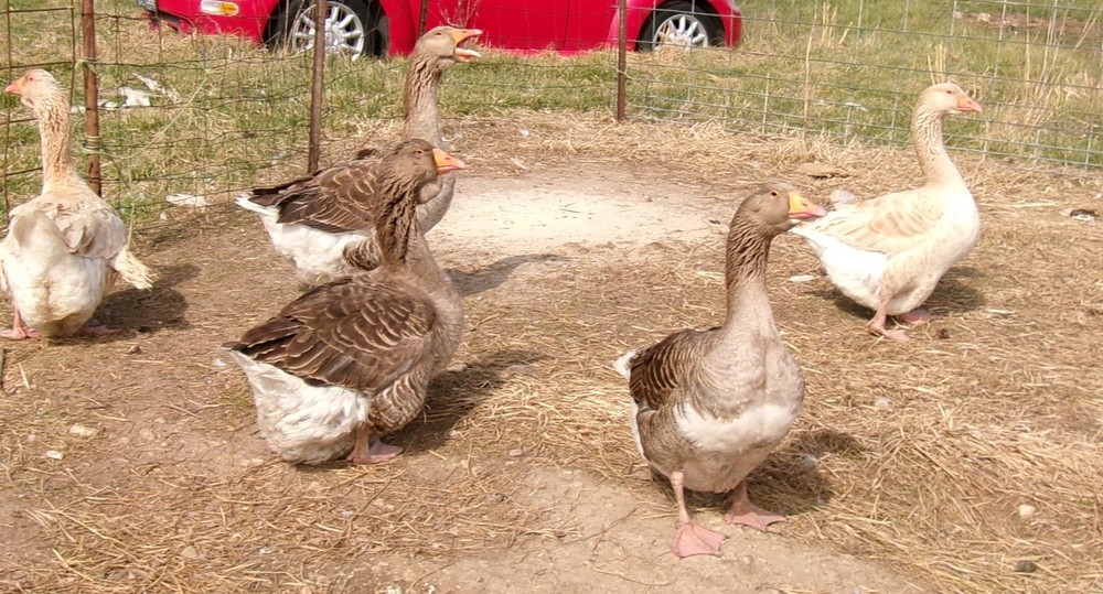 Giant Dewlap Toulouse hatching eggs -4 pack