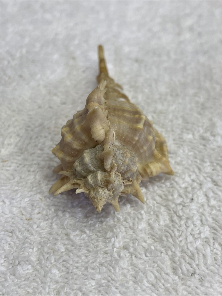 Unique Sea Shell with Spines 3" Long for crafts / display