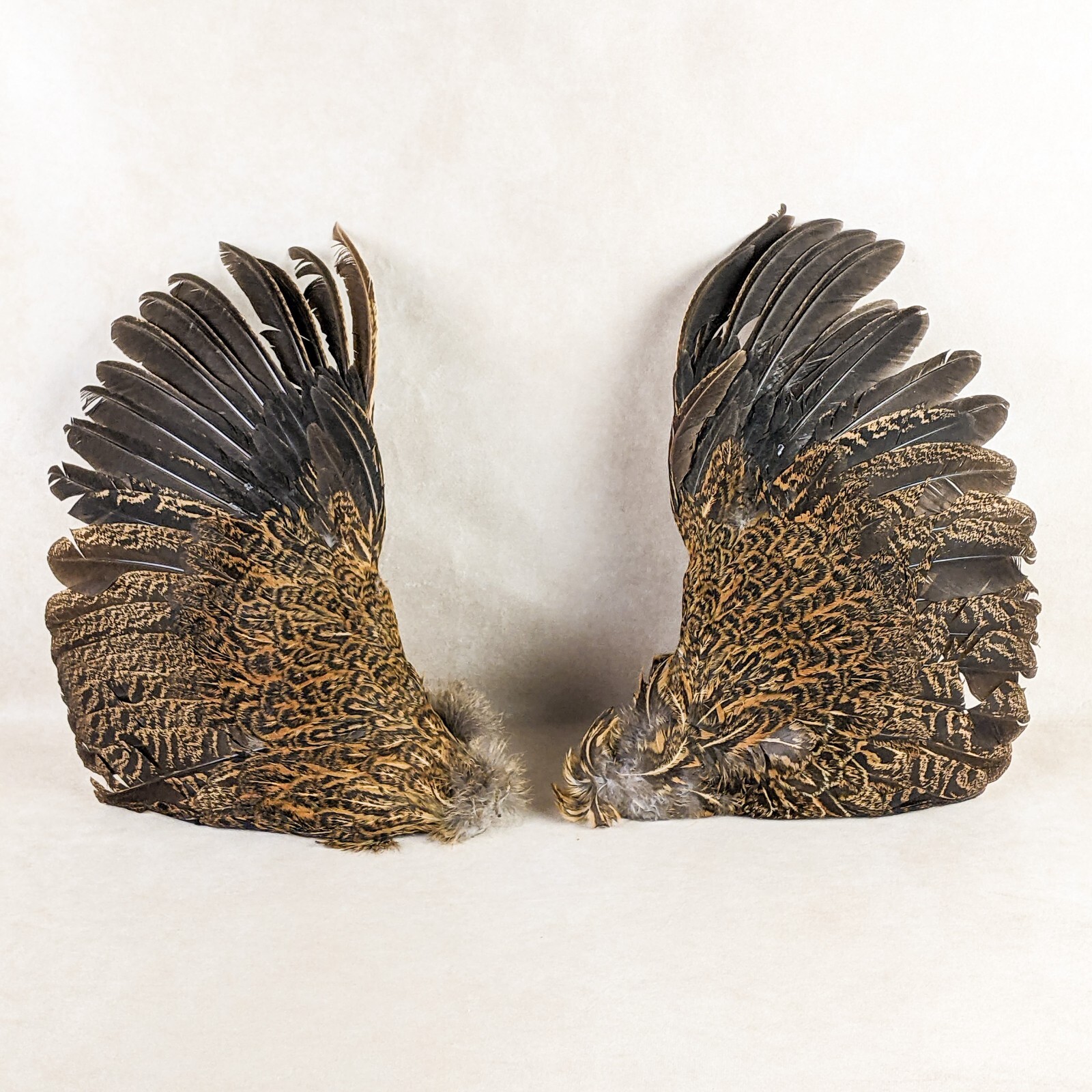 Chicken 13" Rooster Brown/Grey Wings Taxidermy curiosity Craft Bird Feather gift