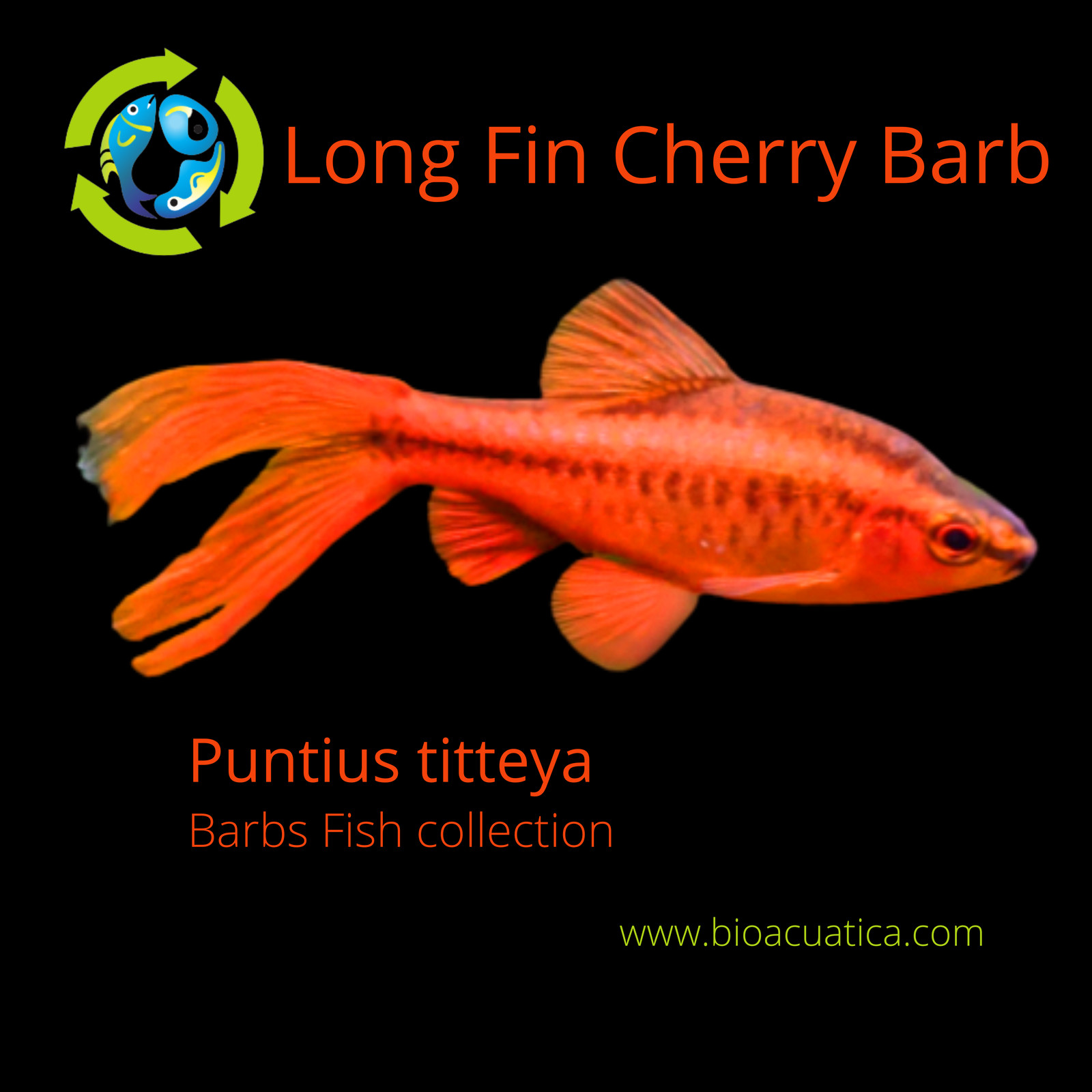 4 BEAUTIFUL LONG FIN CHERRY BARB UNSEXED (Puntius titteya)