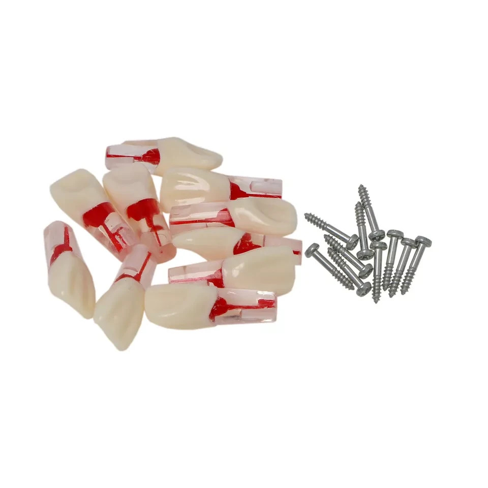 10pcs Dental Endo Root Canal Teeth Model Study RCT Practice Typodont Model#8006