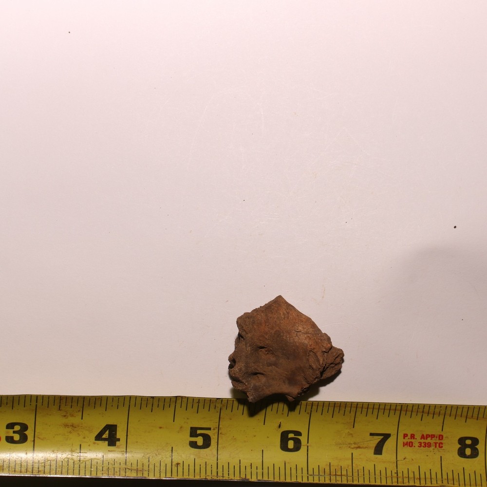 Dinosaur Process / Brain Case Partial Hell Creek Formation - Dinosaur Fossil