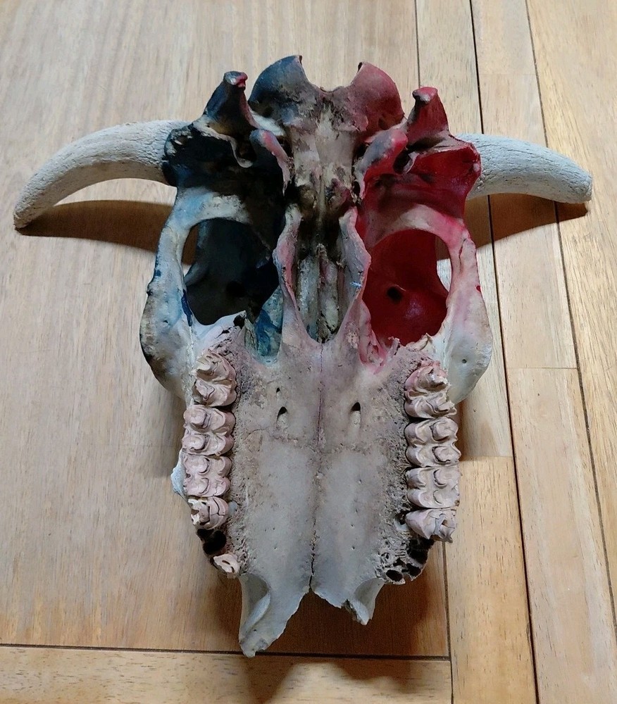 bull skull with Texas Flag