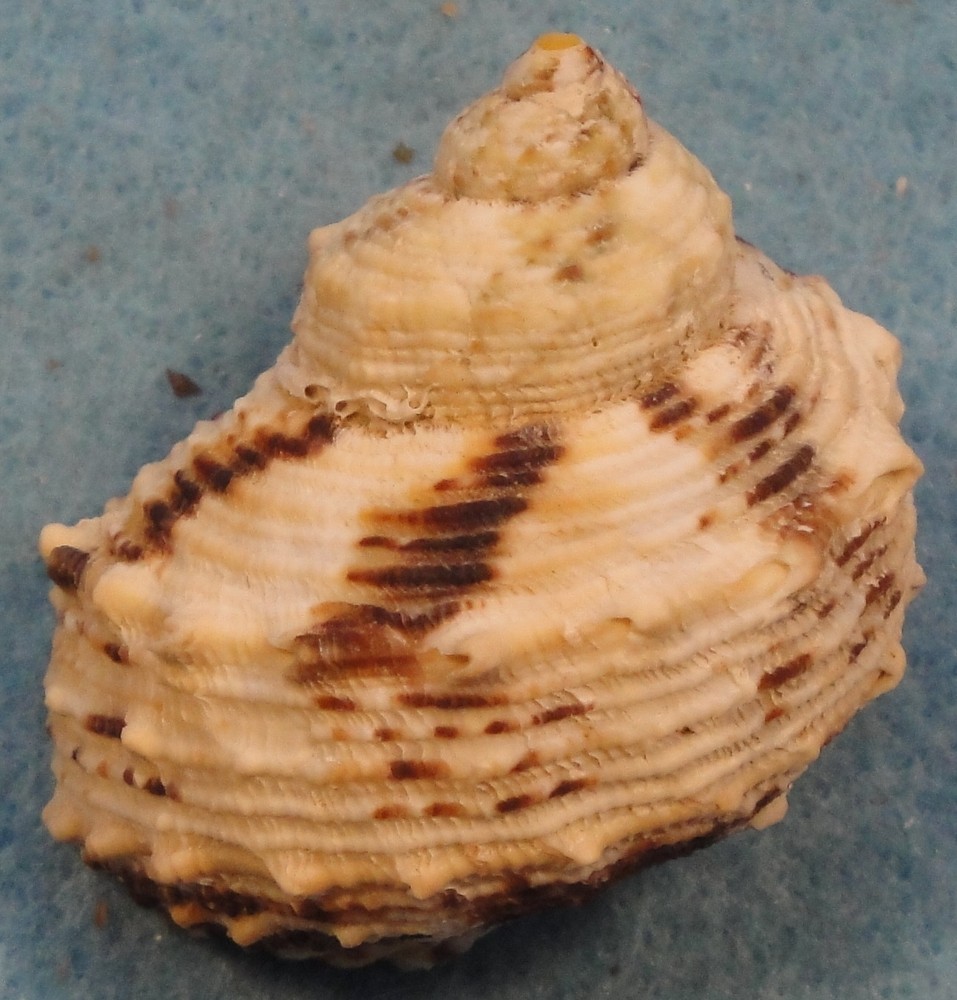 Turbo Chrysostoma 42x35x43mm