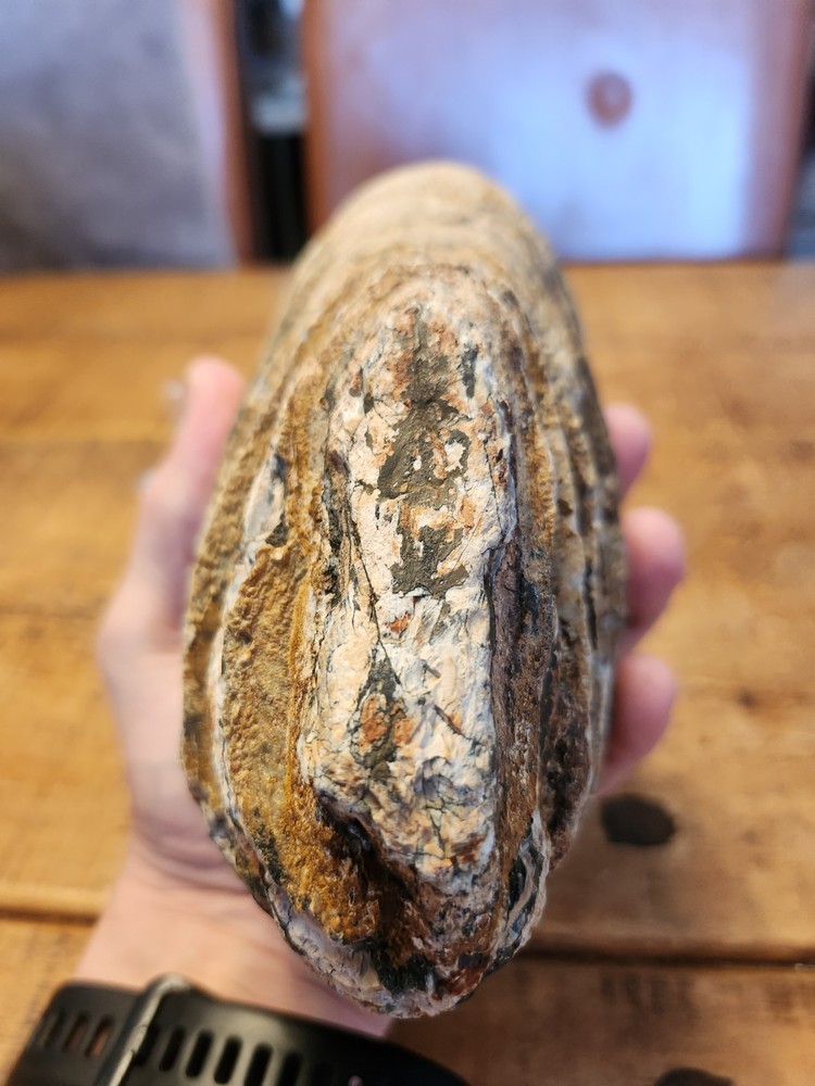 Fossilised tooth found in Happisbugh