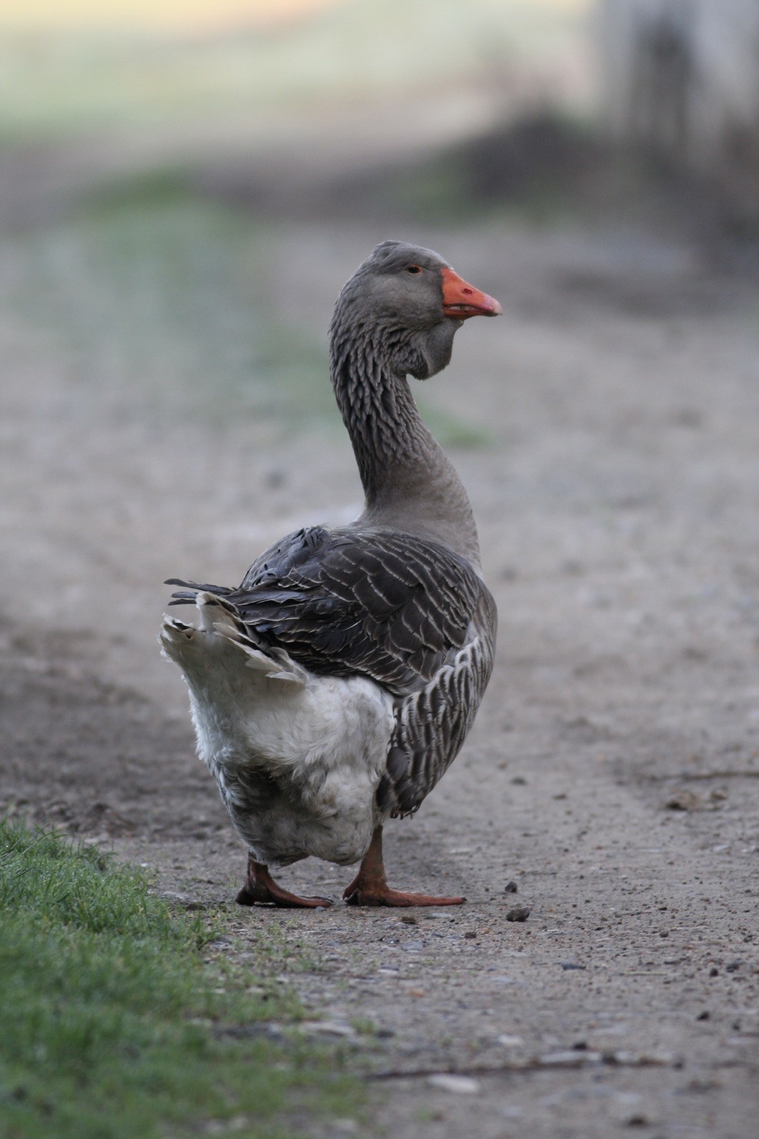 Sebastopol Goose X Dewlap Toulouse Fertile Hatching Egg
