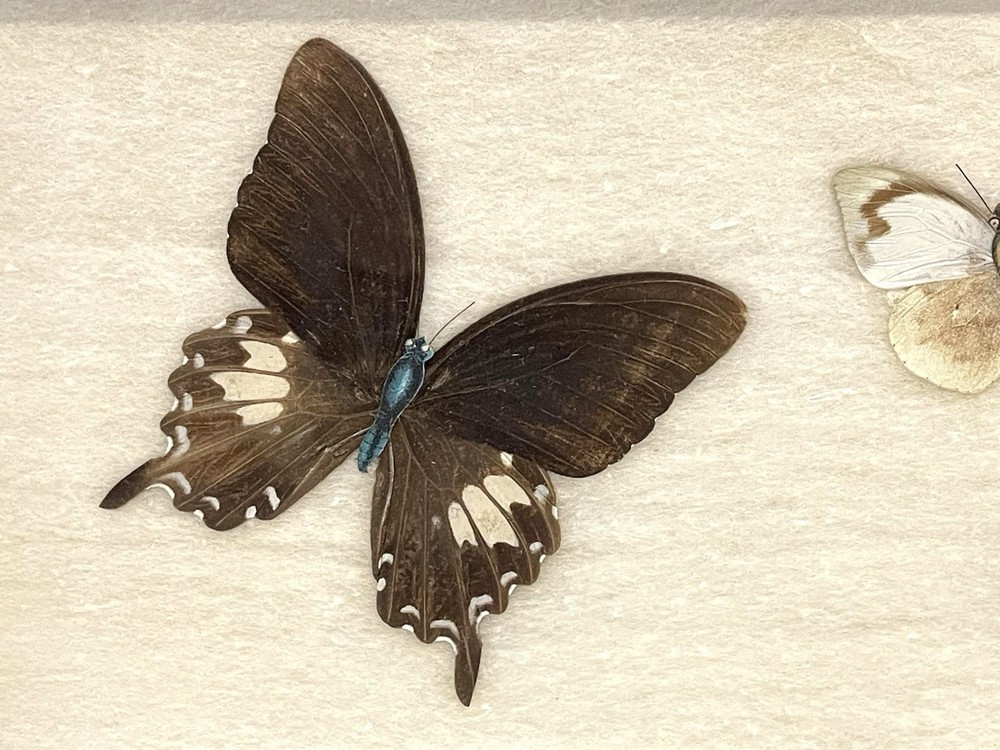 Vintage Butterfly Specimens Framed
