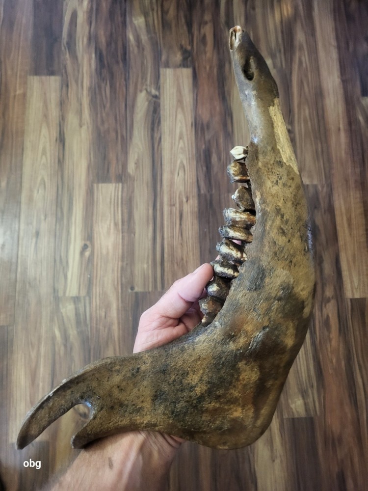 Historic Bison lower jaw bone buffalo