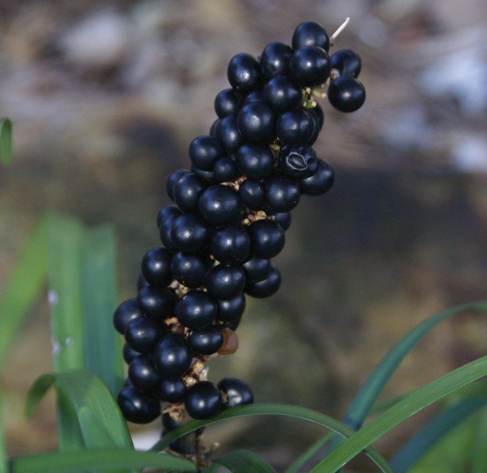 Monkey Grass, Purple Clumping, Liriope Spicata 50 Bare Root Plants Shade/Partial