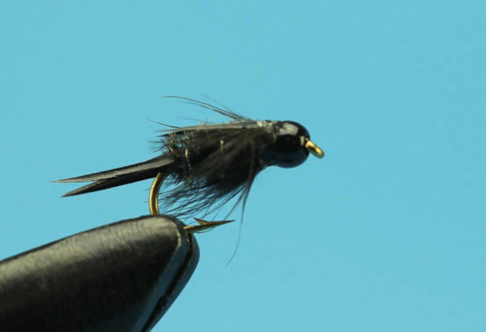 Tungsten Black Prince