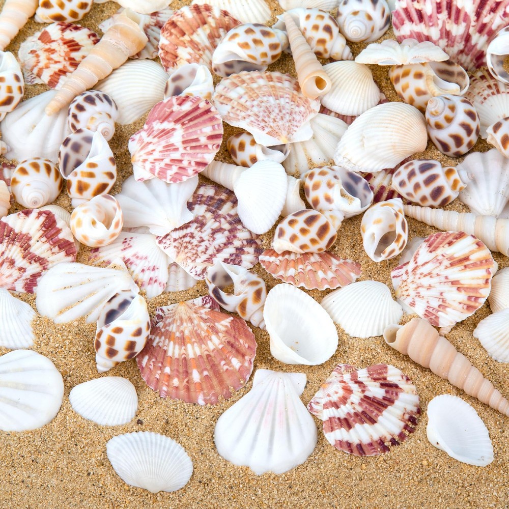 Natural Sea Shell Mixed Ocean Shells Set, 0.8-2.5 Various Sizes Seashell, Sca...