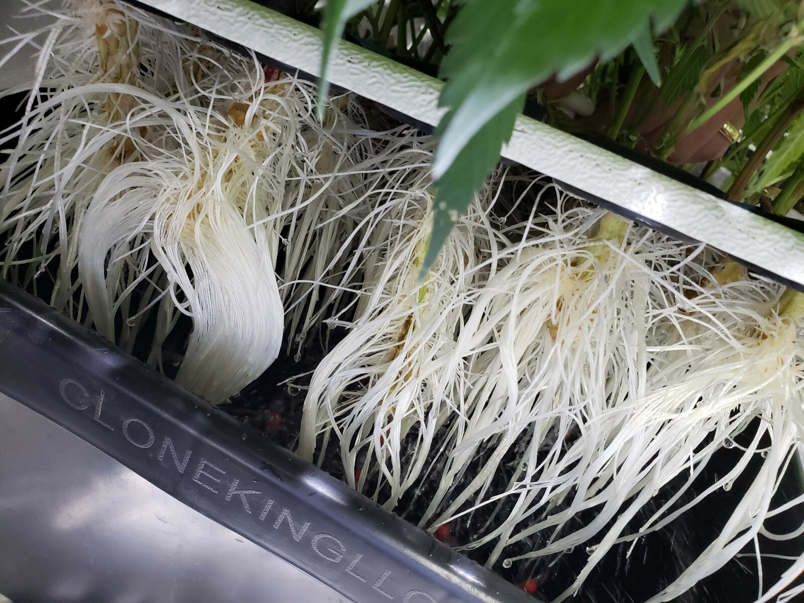 CLONE KING AEROPONIC CLONING MACHINE 25 SITE CLONER 100% WILL ROOT VERY EASY
