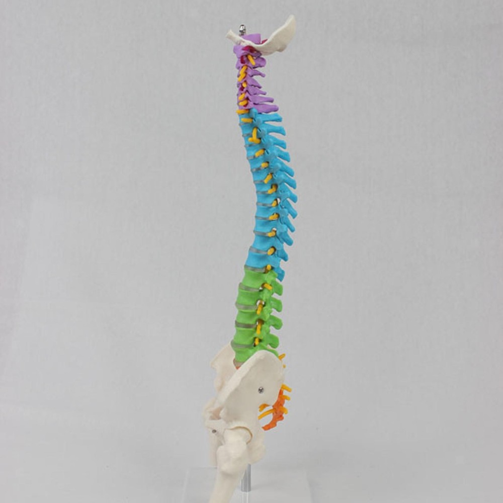 Human Spine Model Skeleton Model Anatomical Model