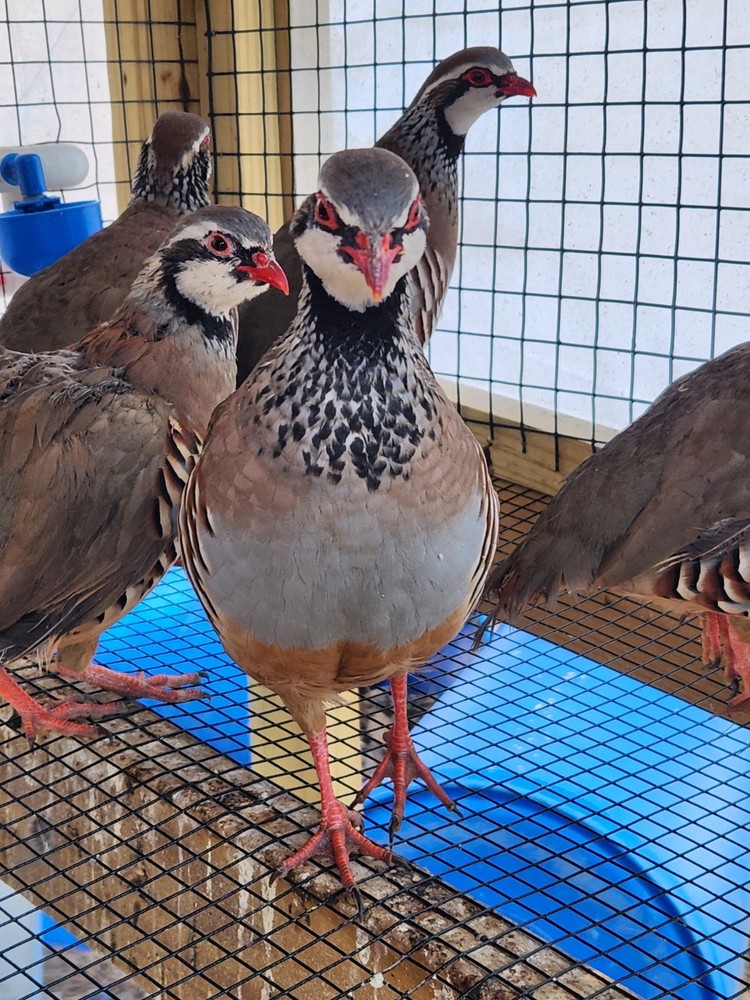 30 Plus 2 Red Legged Partridge Hatching Eggs