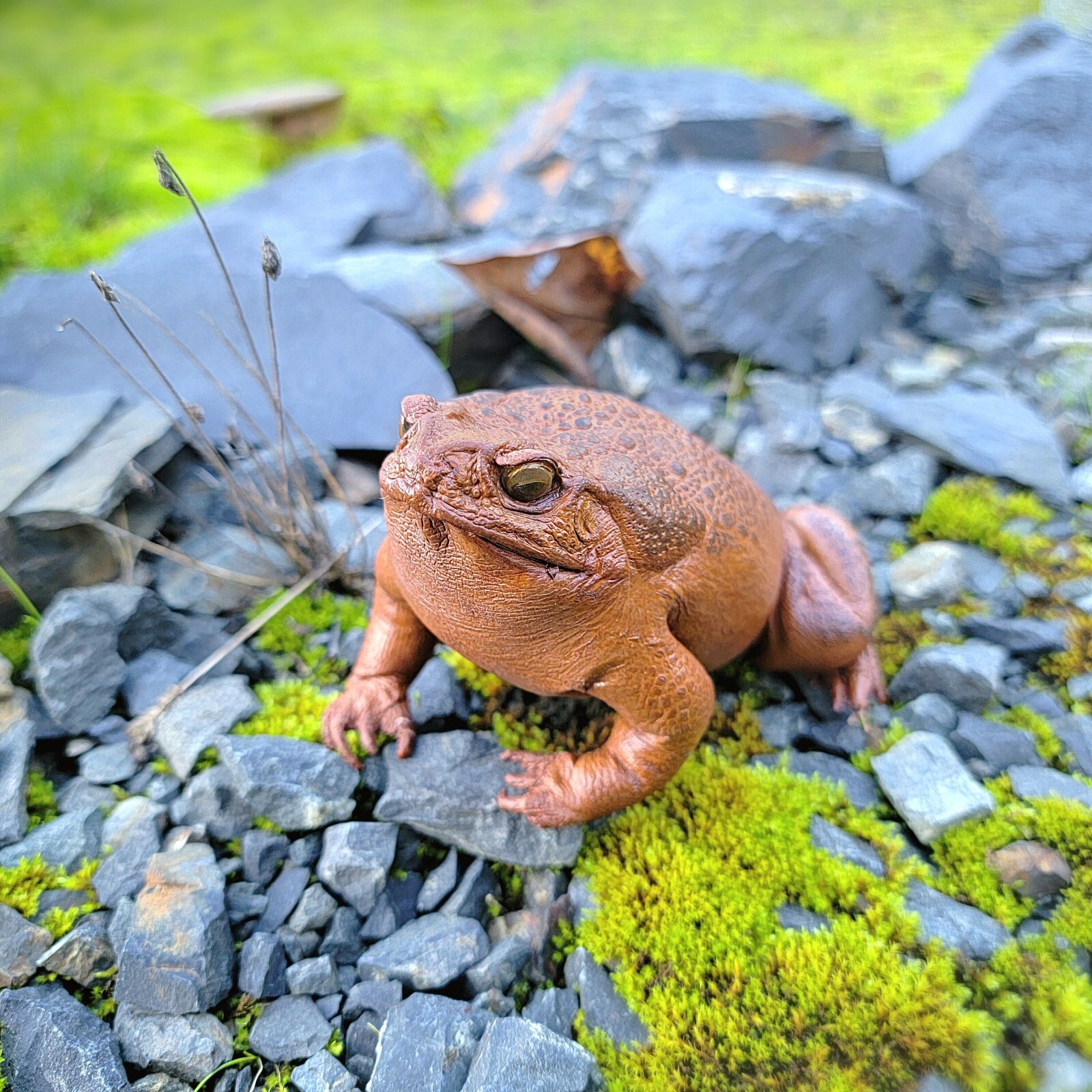 Taxidermy Toad, Real Stuffed Frog, Rhinella marina
