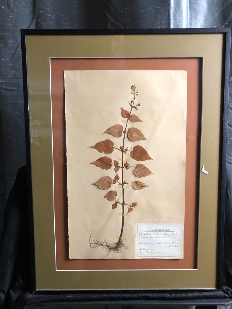 1929 Pressed Botanical Specimen Intermediate Circée R.