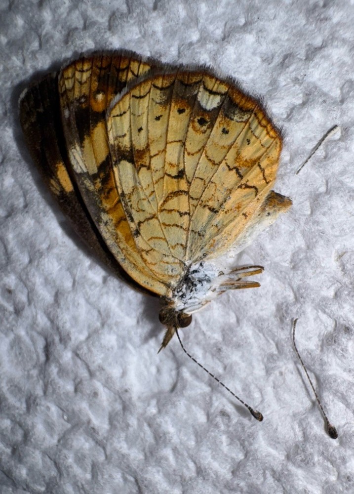 JSRNS - THAROS CRESCENT BUTTERFLY Phyciodes tharos 2