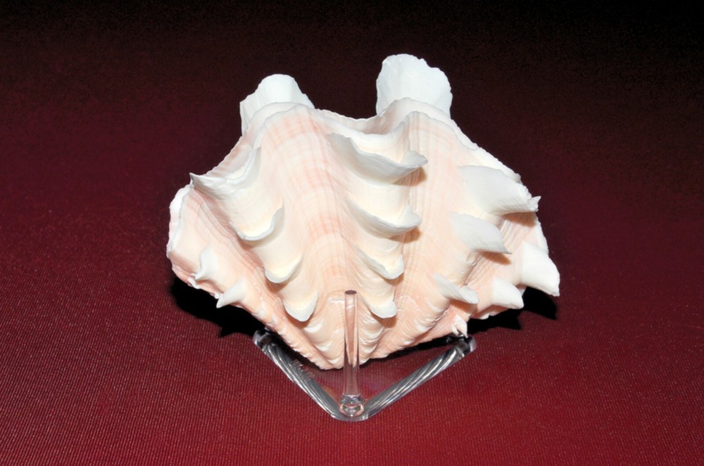 *3 Triangle 2.5" Three 3 Peg Display Stands For All Seashells Shell Shells