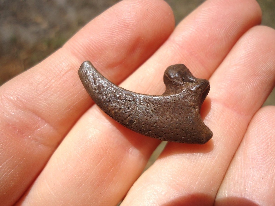 XL RAPTOR CLAW CORE FLORIDA FOSSILS ICE AGE EXTINCT TALON BONES SKELETON FL