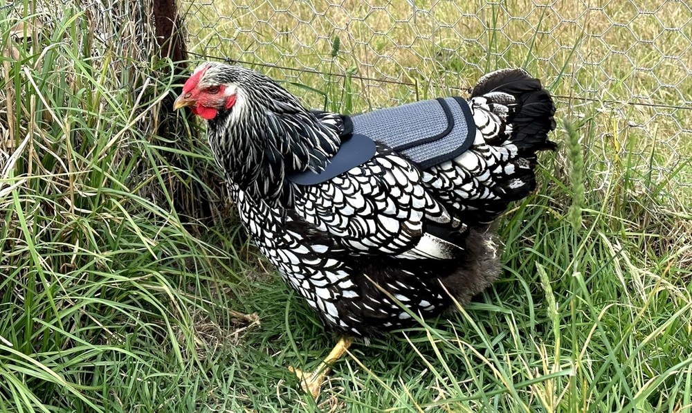 Adjustable Chicken Saddle with Grey Mesh for Medium to Large Hens