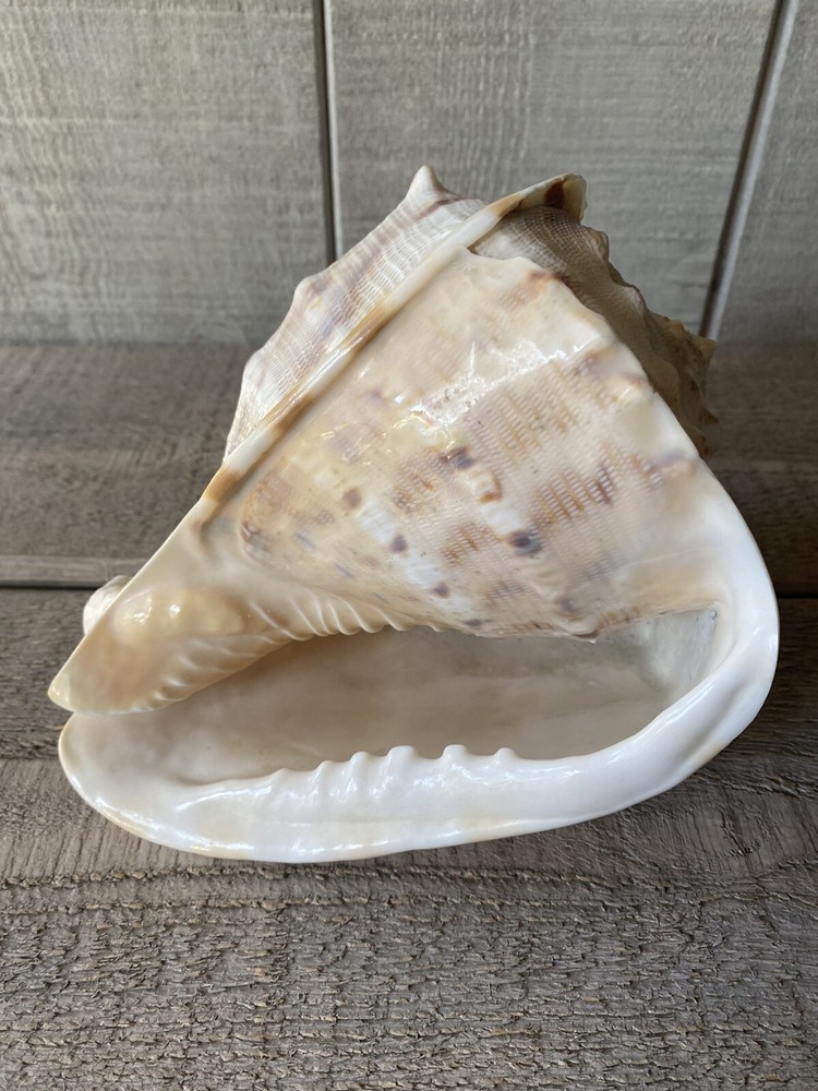 Cassis Cornuta Seashell Horned Helmet Shell 7.5”
