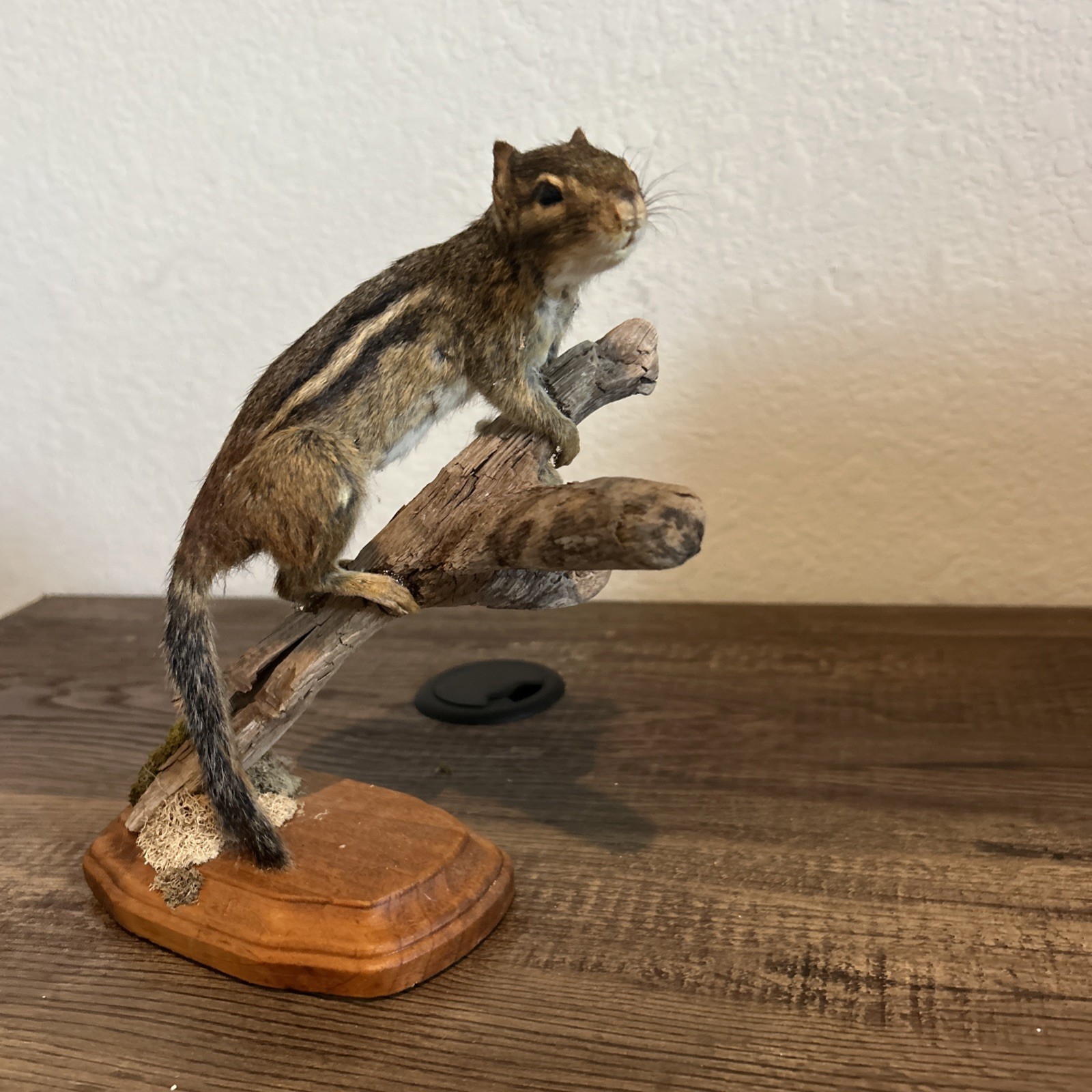 Chipmunk On Base ~ Taxidermy