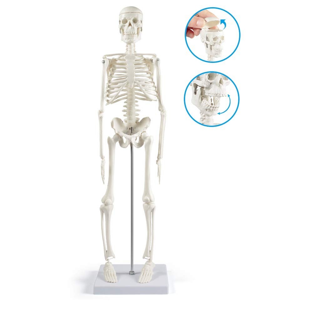 17" Human Skeleton Model with Movable Limbs for Anatomy Study & Display