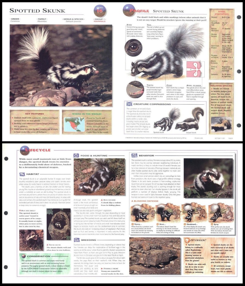Fold-Out Sheet - Spotted Skunk - 16