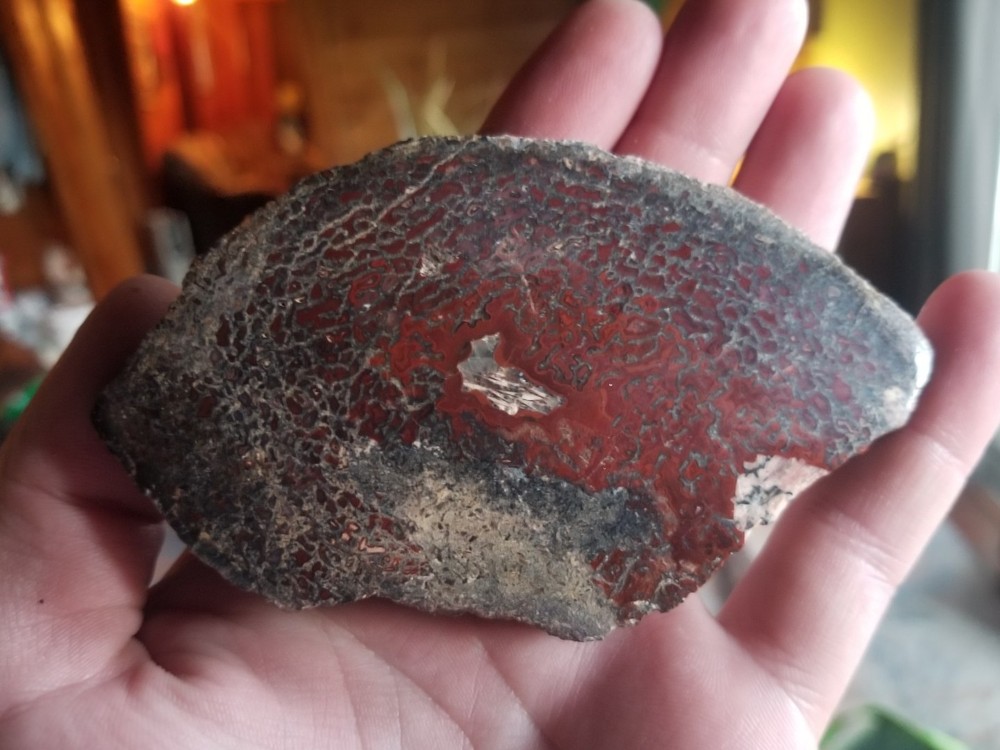 Great Red Deep Cell Agatized Dinosaur Gem Bone Polished Slab Specimen Display