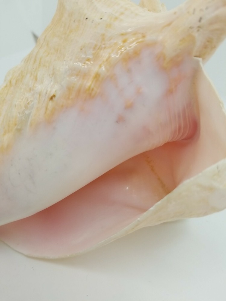 Natural Pink Inside Conch Shell Display Nautical Decor