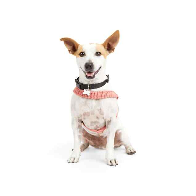 YOULY The Bohemian Rust Macrame Dog Harness, Large