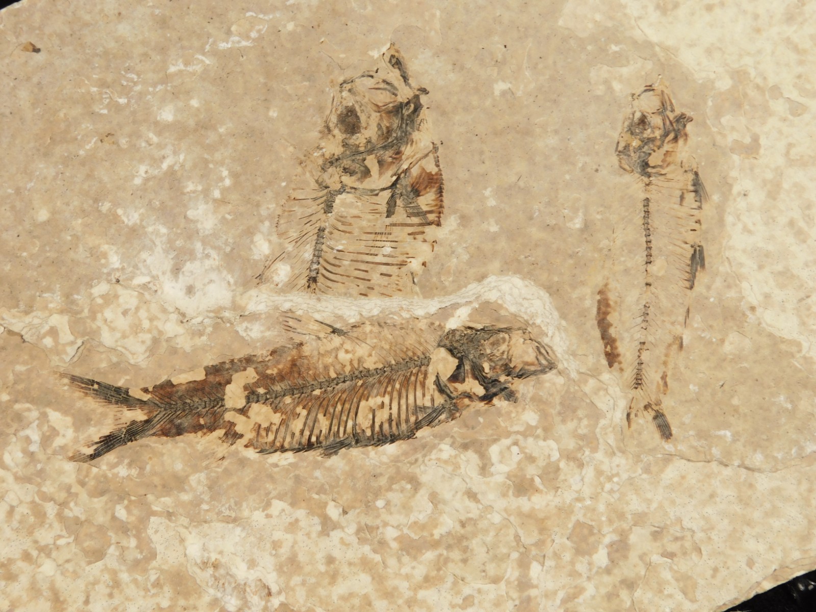 Rock AQUARIUM THREE! 100% Natural Knightia FISH Fossils From Wyoming! 291gr