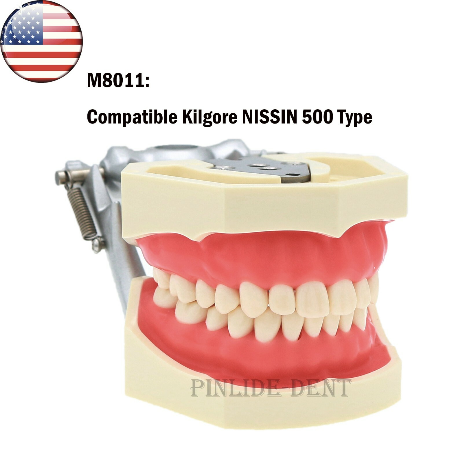 Kilgore NISSIN 200/500 Type Dental Typodont Model With Screw-in Removable Teeth