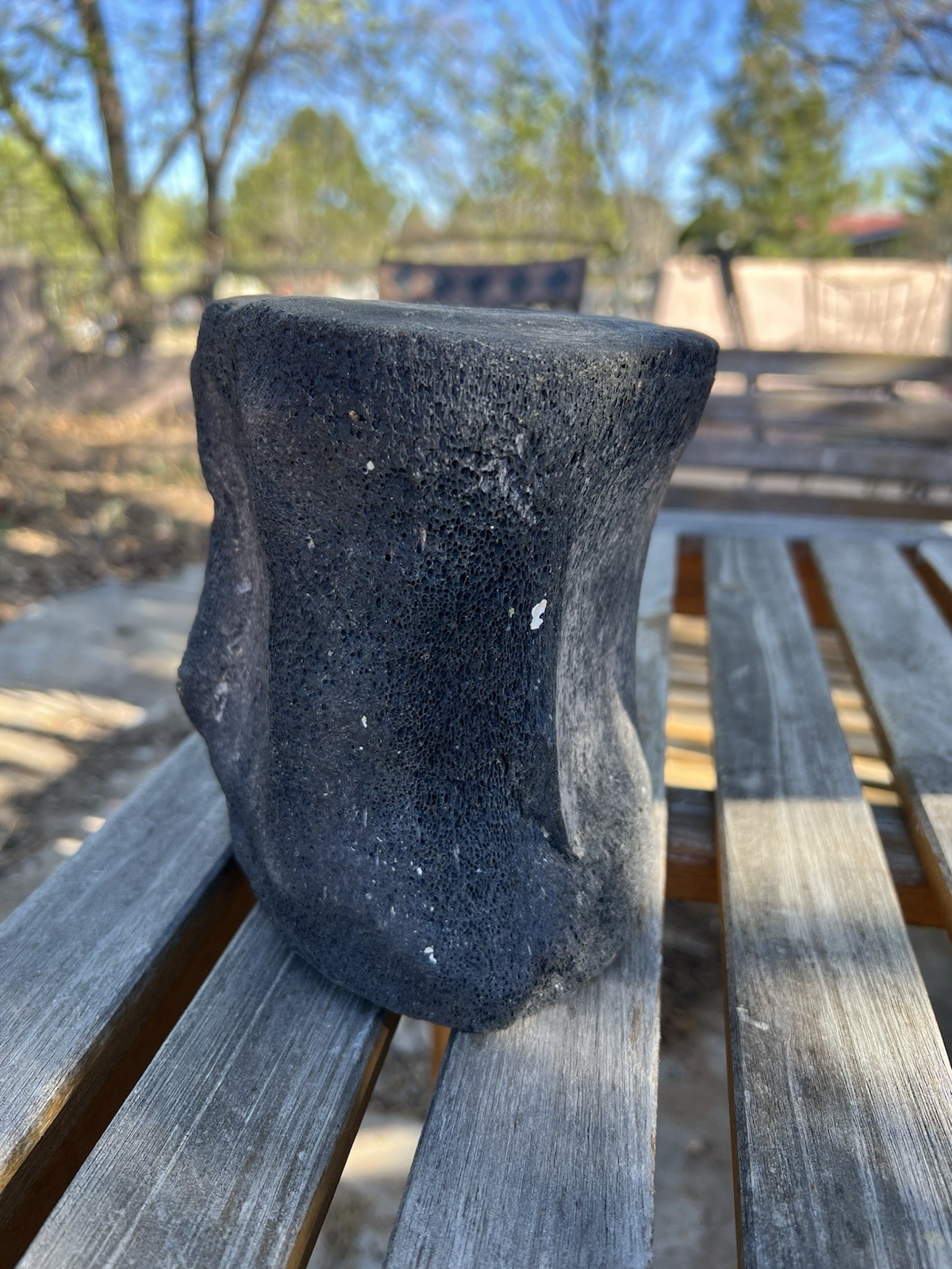 South Florida Whale Vertebrae Fossil