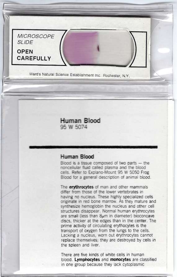Human Blood Smear Microscope Slide by Ward's