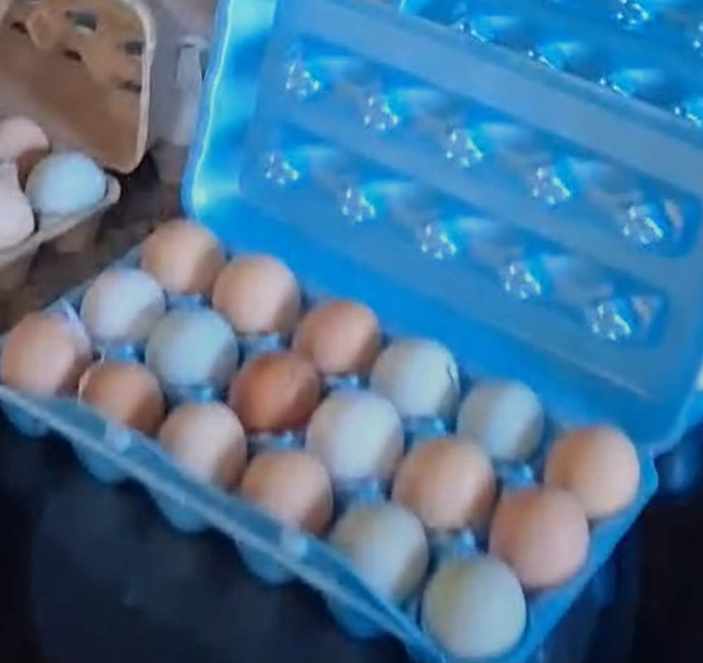 12 Beautiful Multi- Colored Ameraucana Easter Eggers Hatching Eggs NPIP