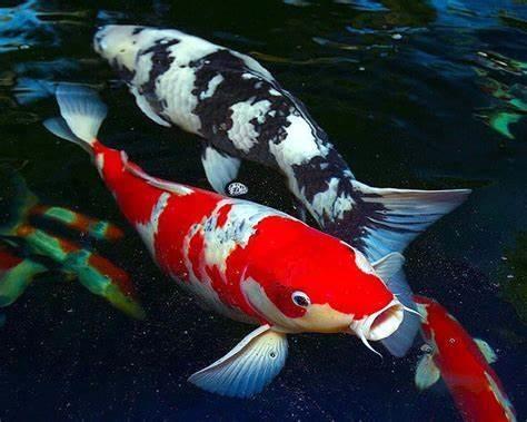 1MM COLOR ENHANCING FLOATING PELLETS! SMALL KOI, GOLDFISH, POND! FREE SHIPPING!